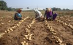 Odisha approves major potato project with the International Potato Center to achieve self-sufficiency