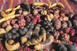 Cusco será sede de ‘Food Forever Experience’ – Perú