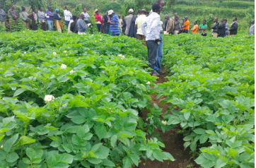 WPC to Participate at 11th African Potato Association Conference