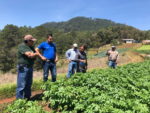 Con variedades propias, Honduras se apresta a mejorar ingresos de agricultores de papa