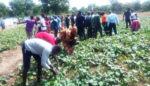 Agriculture officers charged to sustain Orange-fleshed Sweetpotato production