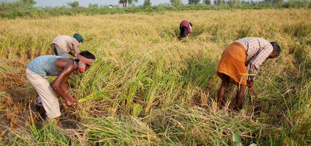 You’ve probably never heard of CGIAR, but they are essential to feeding ...