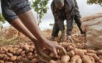 Rwanda to Test GM Potato Varieties