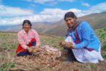 En Huancavelica y Junín mejorarán agricultura familiar basada en la papa