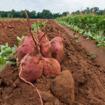 10583409706_fb475a1456_c-720×400 (1) The sweet potatoes harvest begins by plowing them up at Kirby Farms in Mechanicsville, VA on Sept. 20, 2013. They devote 200 acres of the farm to eggplant, spinach, beets, tomato, jalapeno peppers, melons and a variety of greens. Soybeans and small grain are grown on the remaining 300 acres. The fertile Virginia soil and their management practices, allows Kirby Farms to double and triple crop fields with rotational crop selection. Wholesalers, who buy from this farm, sell the produce to major supermarkets in the Mid-Atlantic region, from North Carolina to Maryland. Restaurateurs in the local area prepare and serve their harvest to patrons in the Greater Richmond Region. For more information about this farm operation, please see the photoset description at http://flic.kr/s/aHsjLgeD4J. For information about the USDA, please go to www.usda.gov. USDA photo by Lance Cheung.