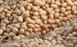 Insufficient seed inspectors lead to potato seeds scarcity in Rwanda Agriculture Board (RAB)