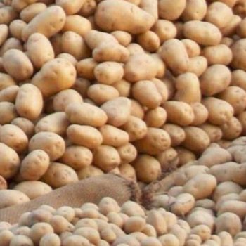 potatoes-1200_0 potatoes-1200_0