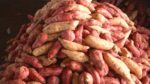 Researchers seek to stimulate farmers’ demand for disease and pest resistant sweet potatoes seeds