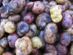 The potato museum that could help us fight hunger in a changing climate