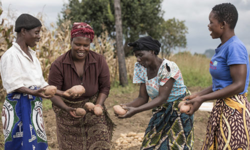 The International Potato Center has helped boost yields of over 25,000 women in Malawi in the last 2 years. Not only do they have access to clean, disease-free planting material, by working as a group they learn off each other and have access to greater markets.