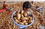 Humble potato takes tech route to health food status