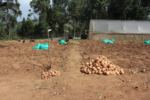 Ugandan experts forecast 40-50% adoption of new bioengineered potato Victoria