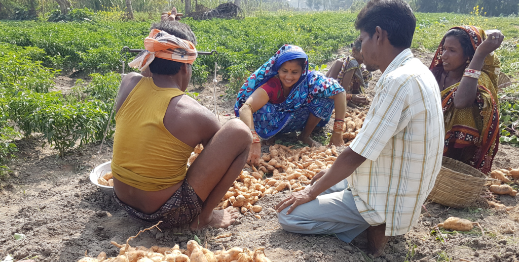 Generating advances in incomes and nutrition through sweetpotato (GAINS