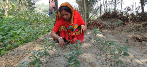 Better food security, nutrition and climate-resilience in Bangladesh