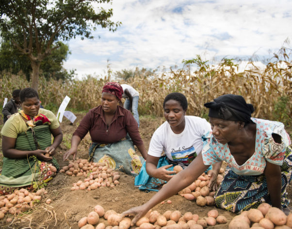 Matiness Gongerta (2nd from right), a potato farmer from the Dedza district in Malawi, joined the farmers group in 2014 when she received new and improved varieties from CIP, and disease-free. "I like growing potatoes because it is one of the crops that brings more income than other crops,' she says. "By being in a group I have learnt a lot including different potato production practices and storage. Through the group I have also learned on how to take care of my potatoes after harvest to reduce post-harvest losses." CIP intervention with support from Irish Aid has also helped women in the area to be self-reliant. "CIP work has helped to empower women to be self-dependent and not always depending on husbands." Since CIP's intervention, Matiness has construced her own Difused Light Store, opened a small shop and can now pay school fees. The International Potato Center has helped boost yields of over 25,000 women in the last 2 years.