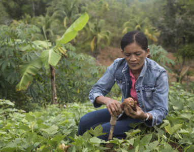 Nissa Madura, works in her sweetpotato field in Concepcion, Philippines. She's a member of the Concepcion Livelihoods and Environmental Association Project (CLEAP) in the province of Bohol, Philippines.The women were trained in the Farmer Business School model with generous funding from IFAD. CIP was asked to introduce the model from CIP partner INREMP, a government project focused on conserving local forests, to help people in the community find alternatives to deforestation. Protecting the forest helps create a buffer that mitigates the impact of tropical storms. The women have learned business skills, including production, marketing, and how to participate in value chains. The project introduced new varieties of sweetpotato including orange fleshed and purple-fleshed. Root crops are a food staple in the aftermath of a major emergency. Whereas other crops are decimated root crops survive and bolster local food security. The Philippines is particularly prone to severe weather and the impact of climate change.