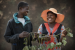 Towards equality for women and men in root and tuber agri-food systems