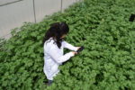 Studying the potato’s water needs for more efficient irrigation