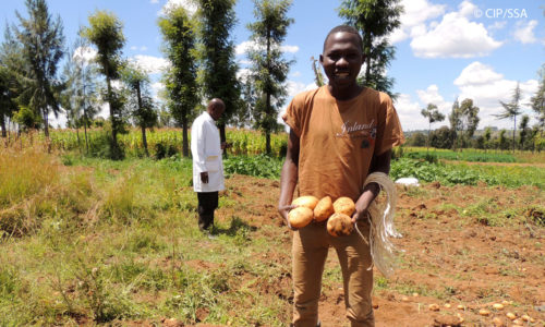 Improved potatoes to boost climate resilience in Kenya and Peru