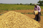 As COVID-19 threatens global food security, fresh potato is back on the tables of millions