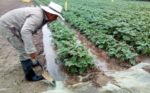 Studying The Potato’s Water Needs for More Efficient Irrigation