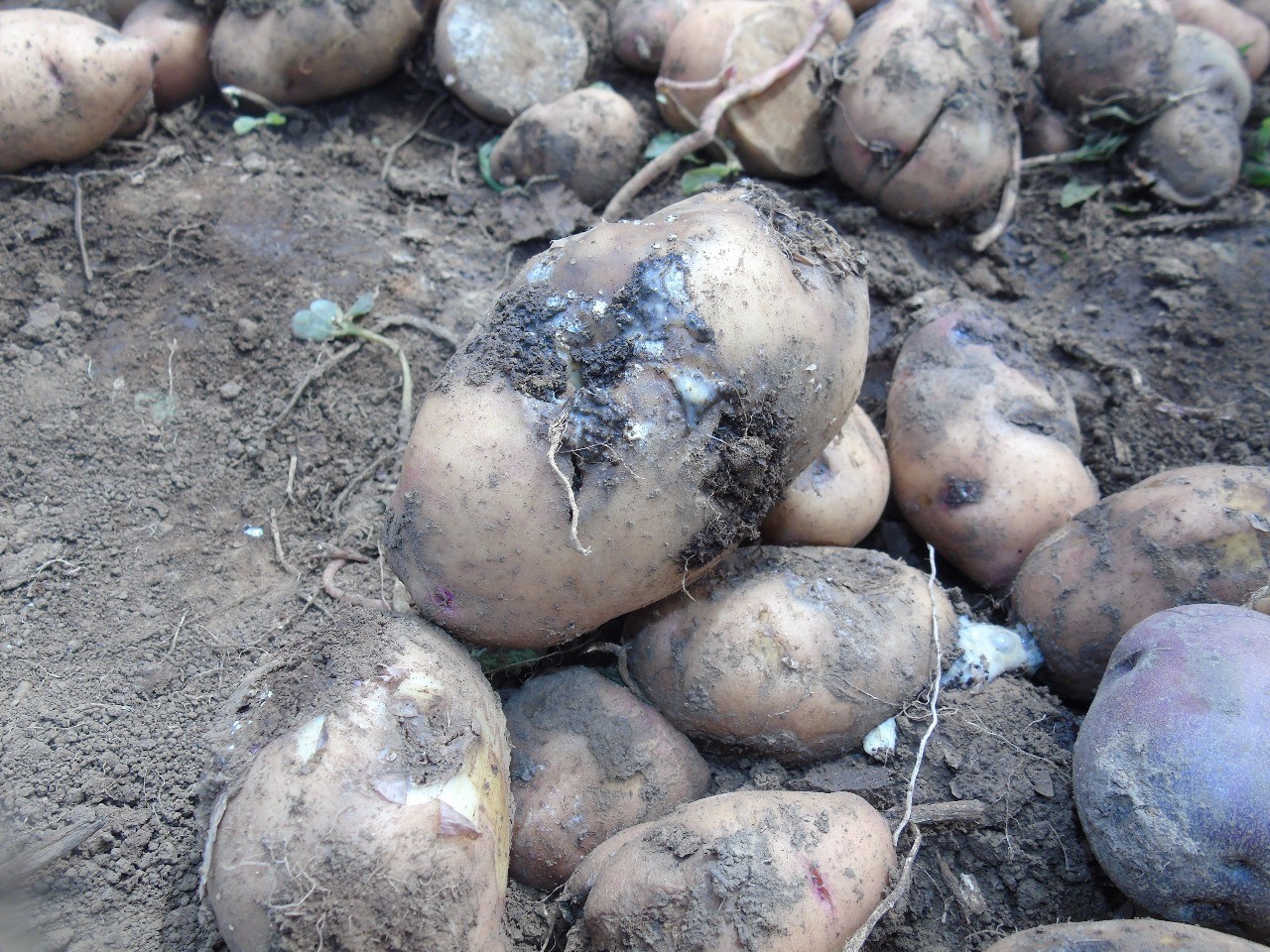 Mapping bacterial wilt in Uganda International Potato Center