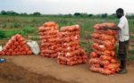 Delivering food security and health for East Africa through resilient potatoes