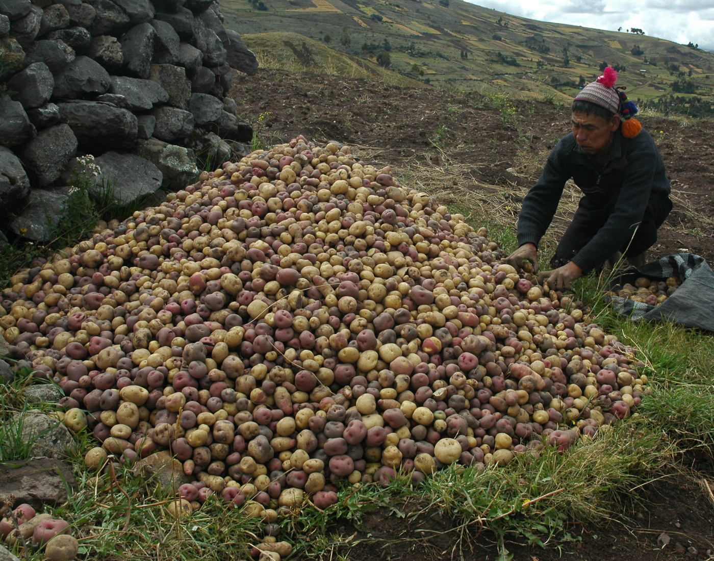 The potato came from south america. Гора картофеля. Картошка Южная Америка. Картофель в Южной Америке. Инки и картофель.