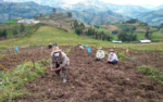 Coronavirus: Productores de La Libertad aplican “distanciamiento social inteligente” para asegurar cosechas