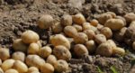 COVID-19 pandemic halts global trade of potatoes and cereals, creating a food security challenge