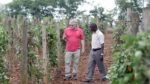 NC State Researchers Continue Improving Sweetpotatoes for Africa