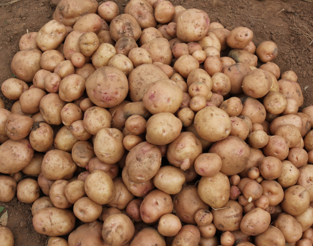 Late blight resistant potatoes in Uganda promise impressive returns