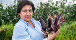 La Libertad: proyectos de investigación en papa y maíz morado ganan Premio Caral 2020