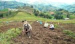 Coronavirus does not stop the development of new potato varieties in Peru