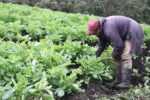 BAYER y CIP se unen por los pequeño agricultores en América Latina