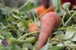 Orange-fleshed sweetpotato project improves rural nutrition