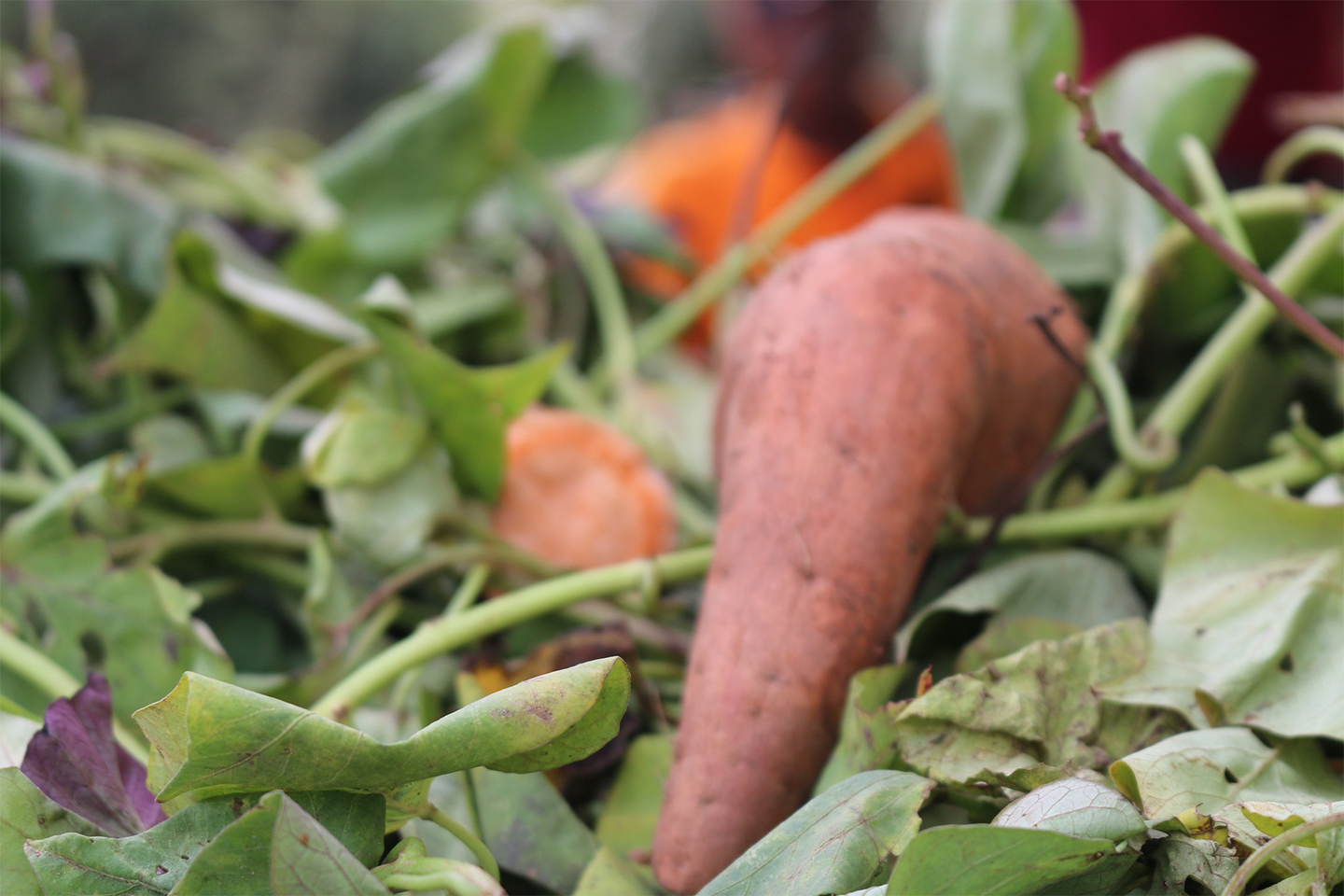 literature review on orange fleshed sweet potato