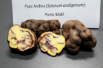 A Study on the Biodiversity of Pigmented Andean Potatoes: Nutritional Profile and Phenolic Composition