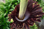 Breathing Life Into the Corpse Flower