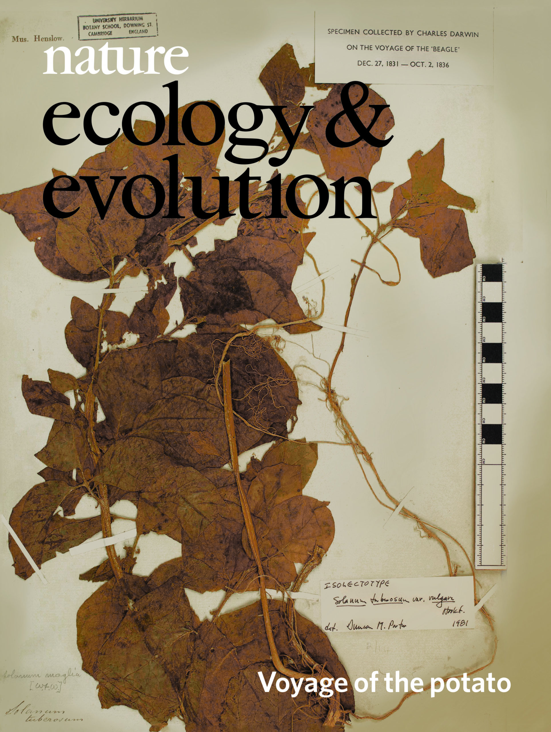 The origins and adaptation of European potatoes reconstructed from