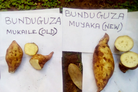 What’s in a name? Sweetpotato farmers in Uganda can tell us!