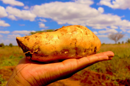 Women in Agriculture: Orange-fleshed sweetpotato bread cheaper, highly profitable