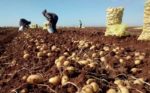 Blight-resistant potato could help East Africa beat hunger and move towards food self-sufficiency