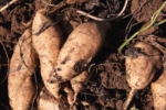 Heat tolerance found in sweet potato cultivars could protect food security from the effects of climate change