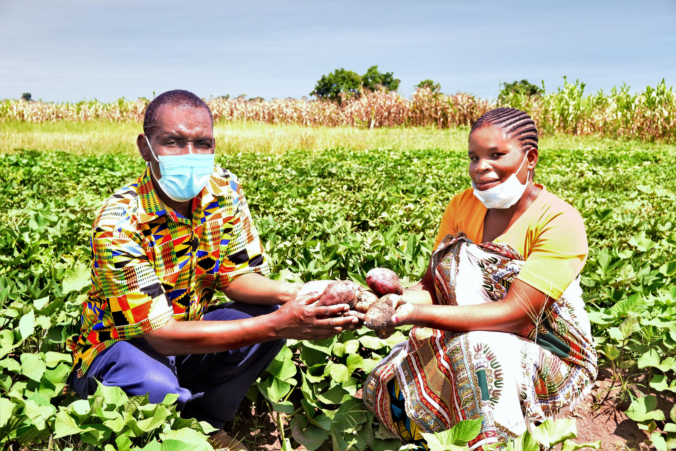 biofortified-sweetpotato-improving-lives-of-smallholder-farmers-in