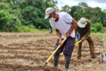 En Esmeraldas, el cultivo de camote busca mejorar la salud e ingresos de sus ciudadanos
