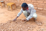 Farmers switch from tobacco growing to potatoes, tout it is more profitable