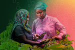 La Innovación agrícola impulsa el logro de los Objetivos de Desarrollo Sostenible
