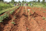Sudan: Two projects promoting potato production to be implemented