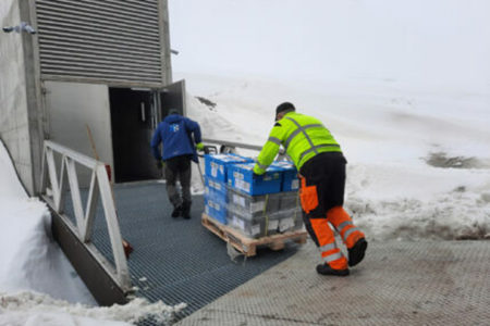 More Than 30,000 New Seeds Arrive At The Svalbard Global Seed Vault